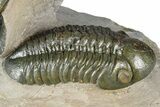 Zlichovaspis Trilobite With Reedops - Orange Eye Facets! #384181-7